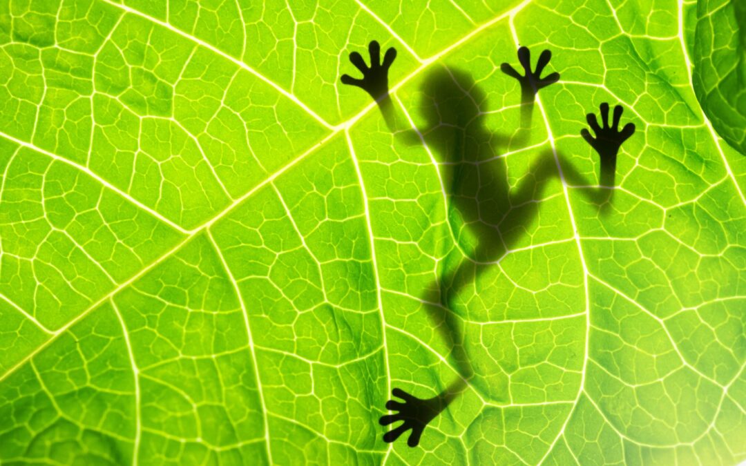 Klimaschutz vs. Realpolitik